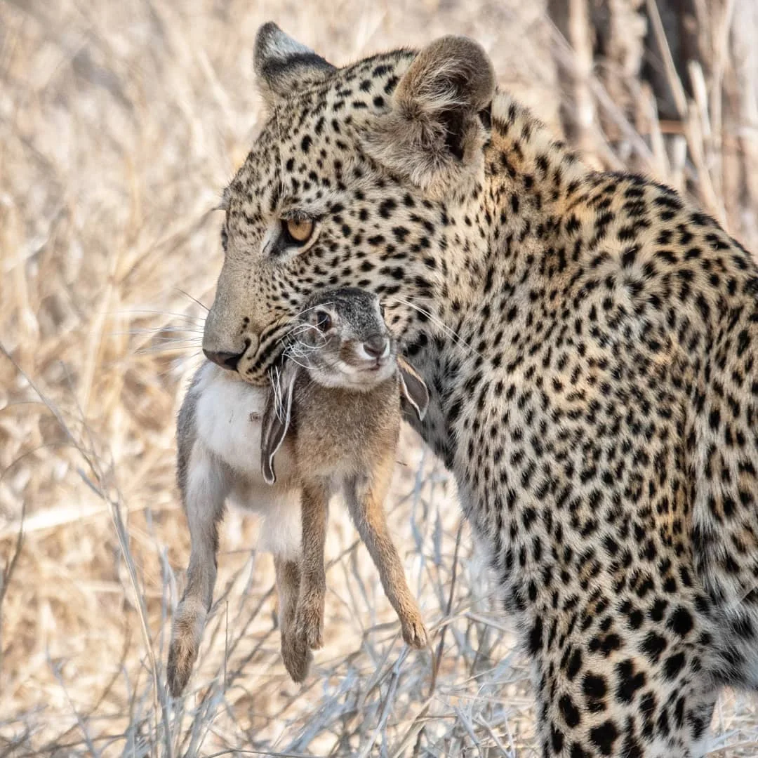 Leopard Sighting at Yala